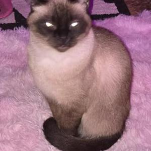 Image of Luna, Lost Cat