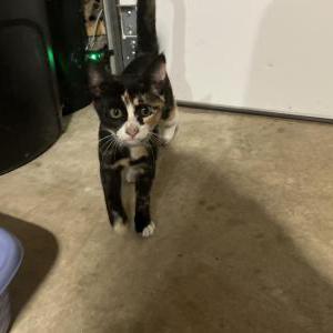 Image of Unknown, Found Cat