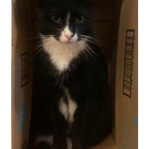 Image of Chachi, Lost Cat