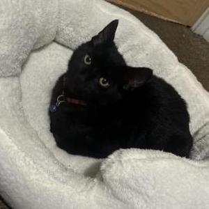 Image of Harley, Lost Cat