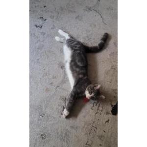 Image of Earl, Lost Cat