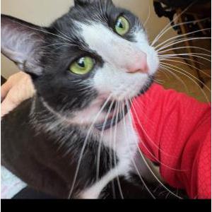Image of Murder Mittens, Lost Cat