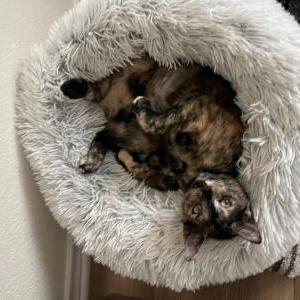 Image of Millie, Lost Cat