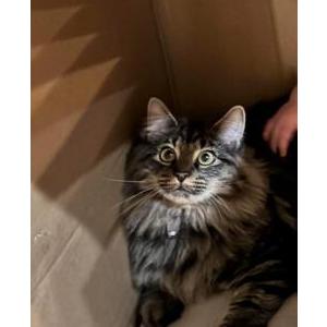 Image of Boo, Lost Cat