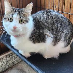 Image of Starlight, Lost Cat