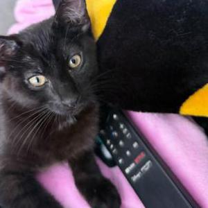 Image of Chocolatte, Lost Cat