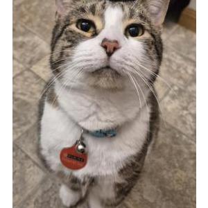 Image of Roman, Lost Cat