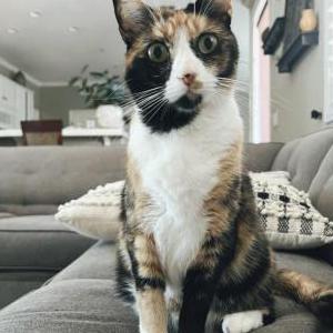 Image of Ginger, Lost Cat