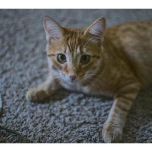Image of Paprika, Lost Cat