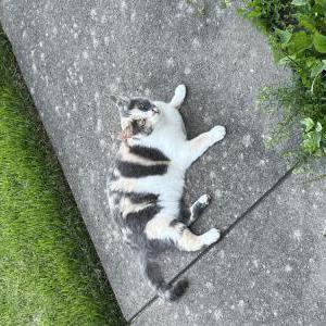 Image of Rosie, Lost Cat