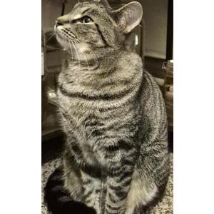 Image of Brother, Lost Cat
