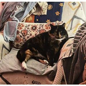 Image of Ali (Aladdin Sane), Lost Cat