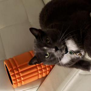 Image of Rasha, Lost Cat