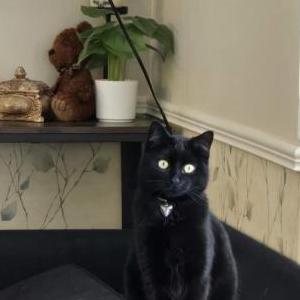 Image of Skully, Lost Cat