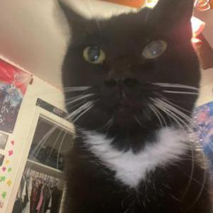 Image of Luna, Lost Cat