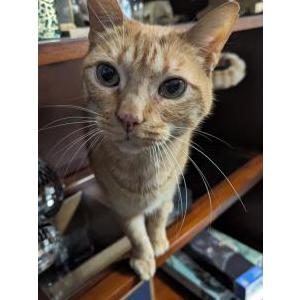 Image of Pumpkin, Lost Cat
