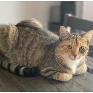 Image of Ivey, Lost Cat