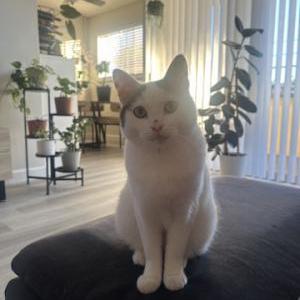 Image of Leche, Lost Cat