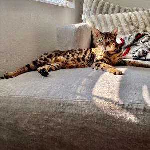Image of Tigerlily CAM, Lost Cat
