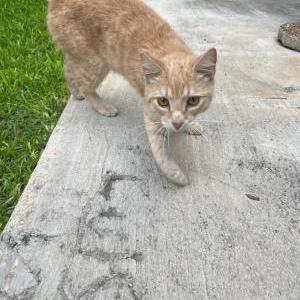 Image of unknown, Found Cat