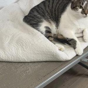 Image of Sisterrr, Lost Cat