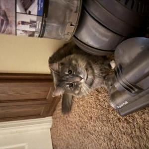Image of Sock, Lost Cat