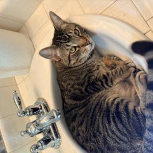 Image of Bellamy (Chi-Chi), Lost Cat