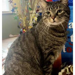 Image of Jesse, Lost Cat