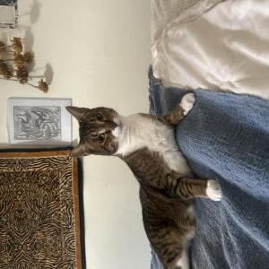 Image of Sampalok, Lost Cat