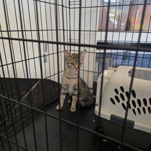 Image of Unknown, Found Cat