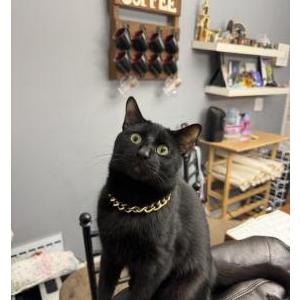Image of Nyx, Lost Cat