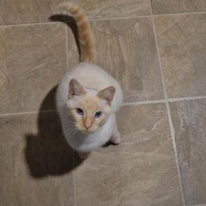 Image of Sheldon, Lost Cat