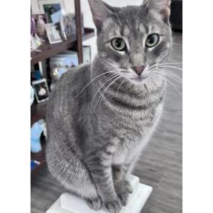 Image of Eva, Lost Cat