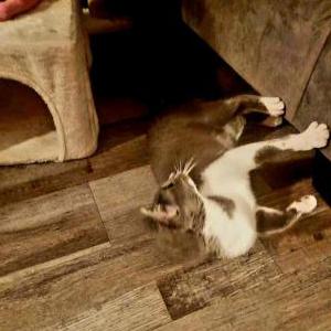 Image of Ivey, Lost Cat