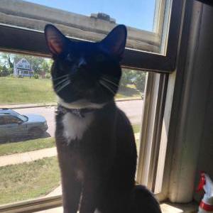 Image of Socks, Lost Cat