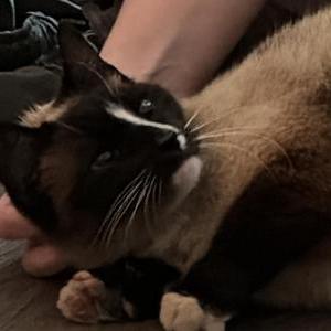 Image of Unknown, Found Cat