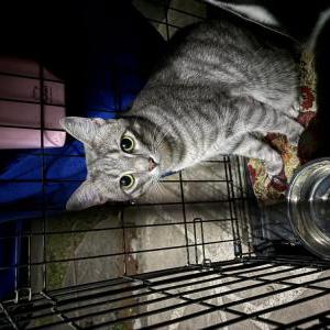 Image of kratos, Lost Cat