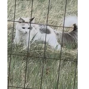 Image of Lilly, Lost Cat