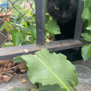 Image of Unknown, Found Cat