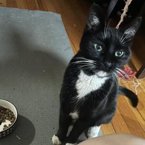 Image of Unknown, Found Cat