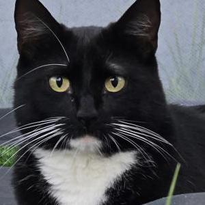 Image of Kobe, Lost Cat