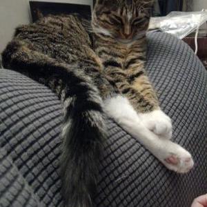Image of Eleven, Lost Cat
