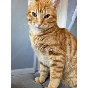 Image of Carrot, Lost Cat