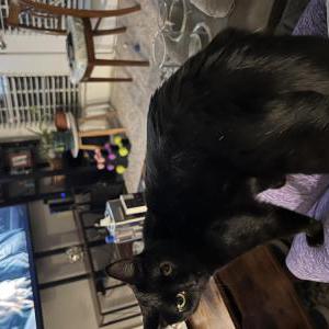 Image of Jojo, Lost Cat