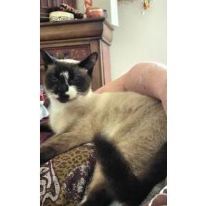 Image of Tsunami (Nami), Lost Cat