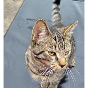 Found Cat unknown