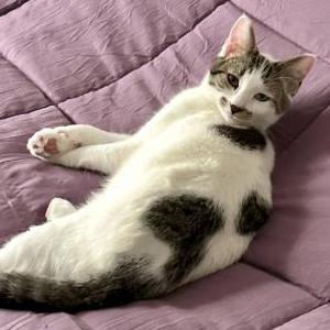 Image of Patch, Lost Cat