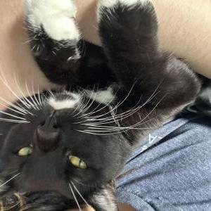 Image of Oreo, Lost Cat