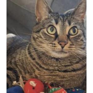 Image of Frankie, Lost Cat