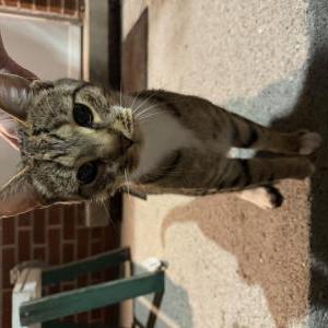 Image of Unknown, Found Cat